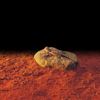 Roca calefactora Exo-Terra color Marrón, , large image number null